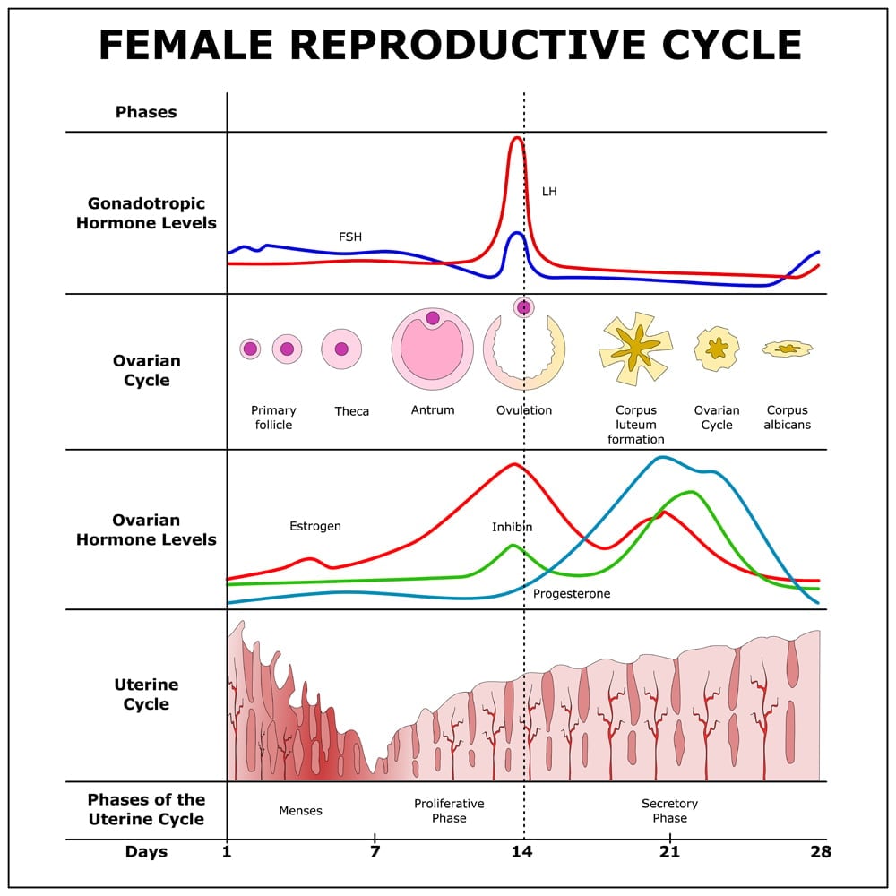Female Reproduction I Menstrual Cycle Clinical Background The End Of Hot Sex Picture