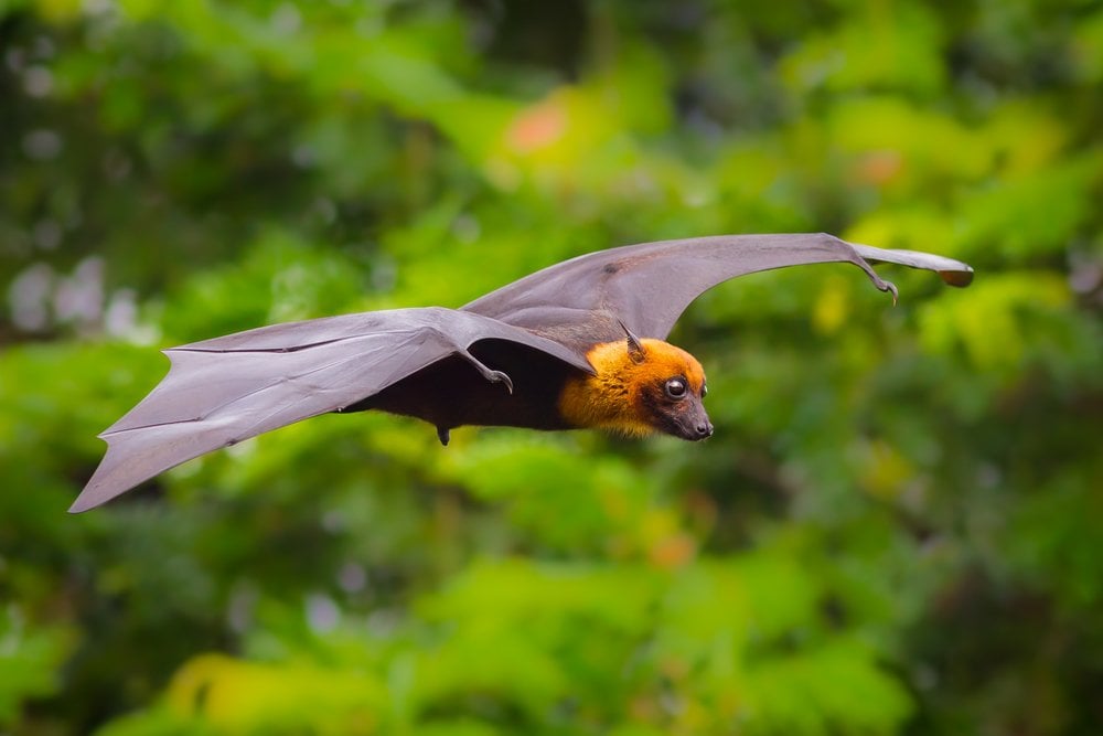 why do bats hang