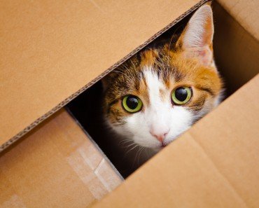 Cat in a box