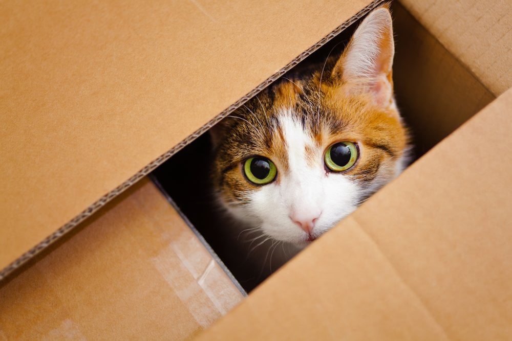 Por que os gatos gostam de ficar dentro de caixas?