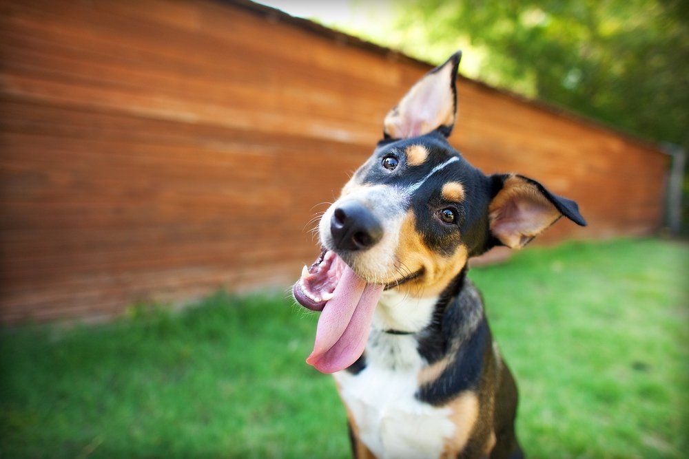 Are Dogs Color Blind?