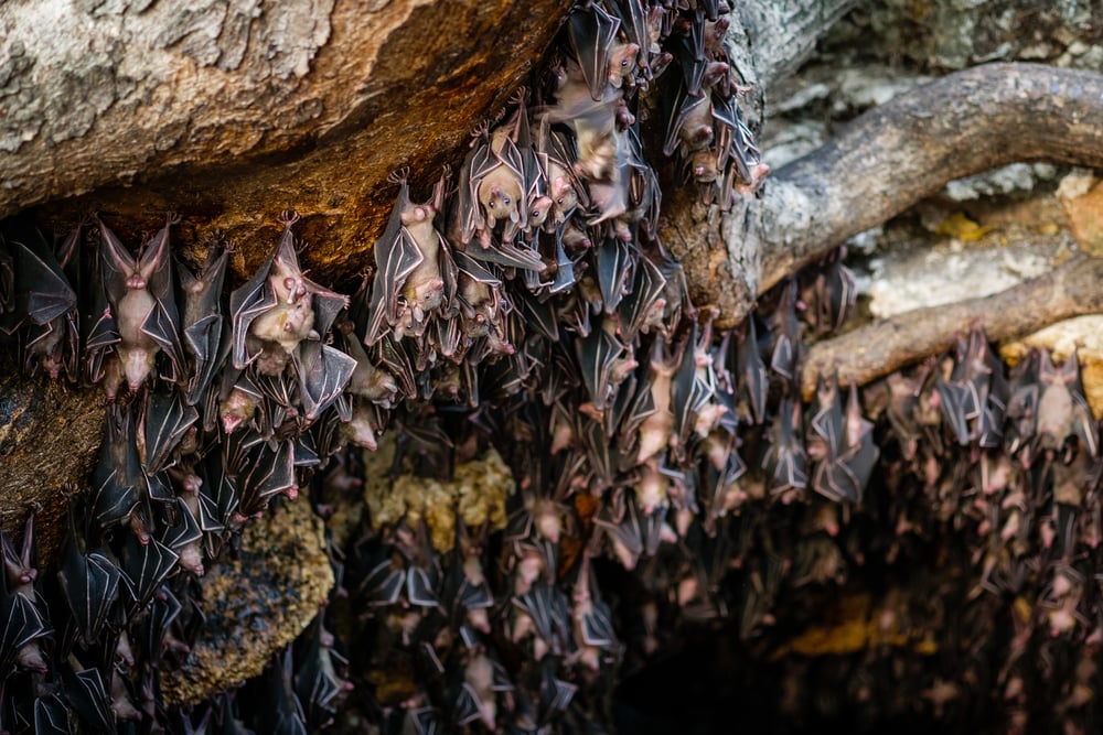 Why Do Bats Hang Upside Down While They Sleep? » ScienceABC