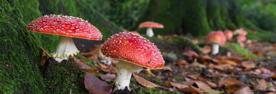 Growing Mushroom