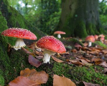 Growing Mushroom