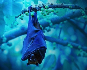 bat sleeping