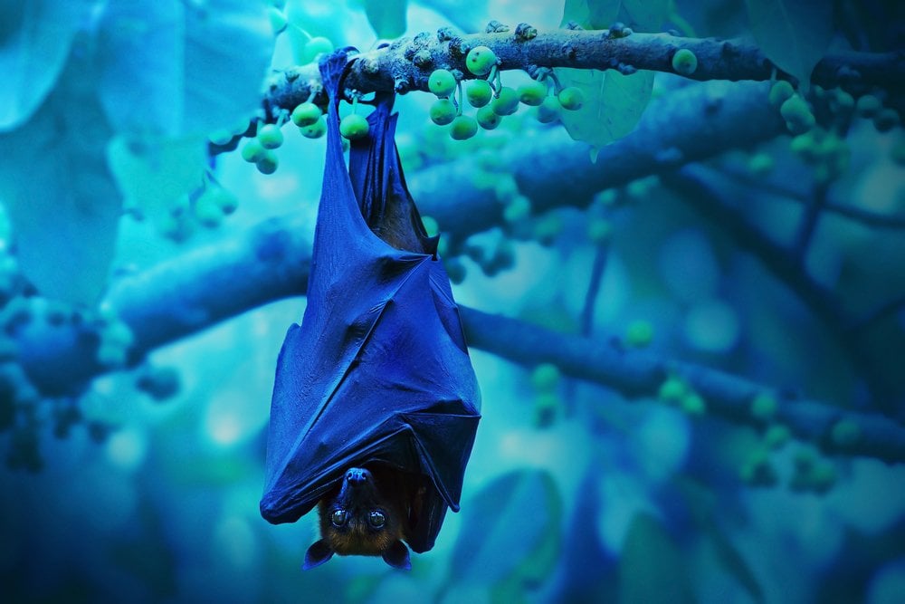 bat sleeping