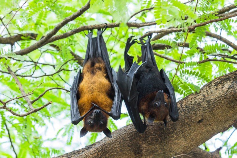 Why Do Bats Hang Upside Down While They Sleep? » ScienceABC