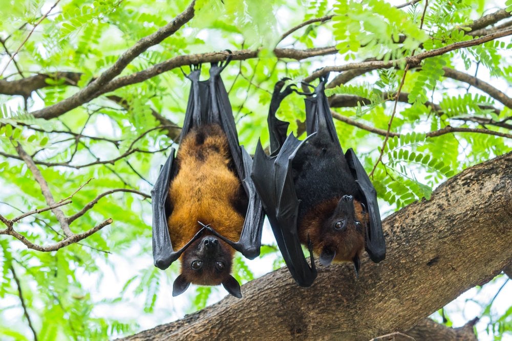 Image result for bat sleeping
