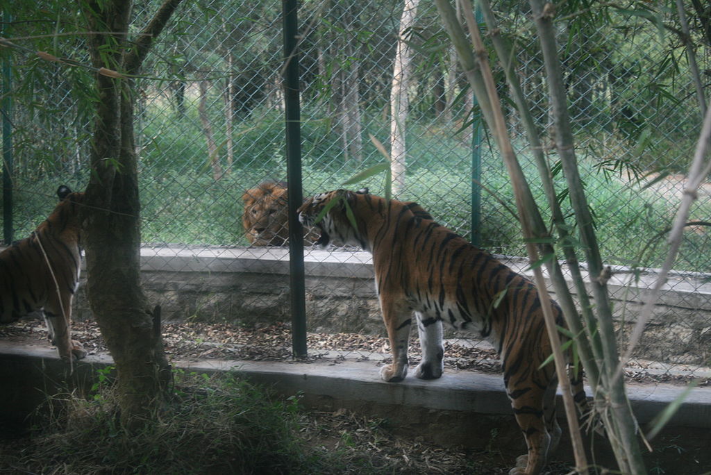 Tiger vs Lion: Who Would Win Lion Or Tiger?