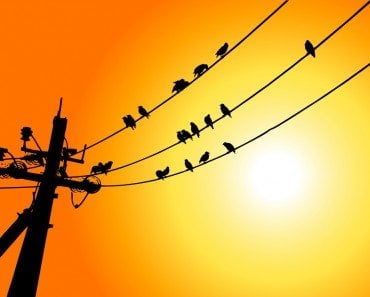 Birds on Wire