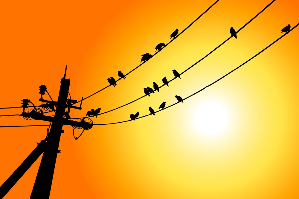 Birds on Wire