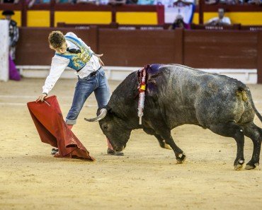 Bull Fight