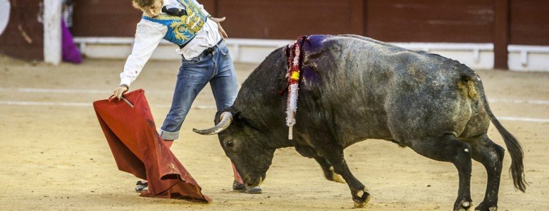 Bull Fight