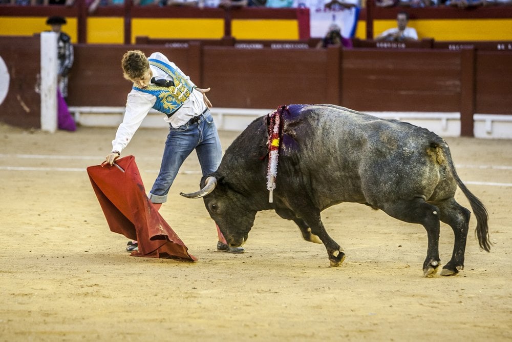 Do Bulls Really Hate The Color Red Or Are They Color Blind Science Abc