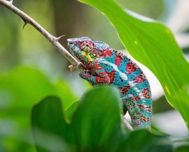 Chameleon