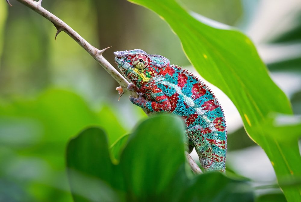 How Do Chameleons Change Colors?