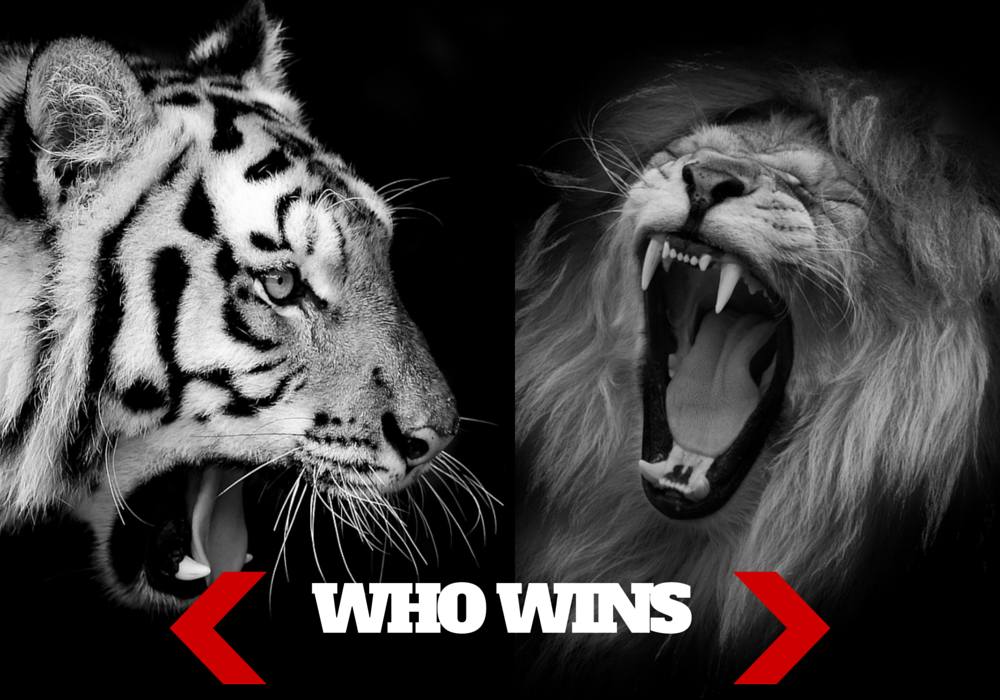 Tiger vs Lion: Who Would Win Lion Or Tiger?