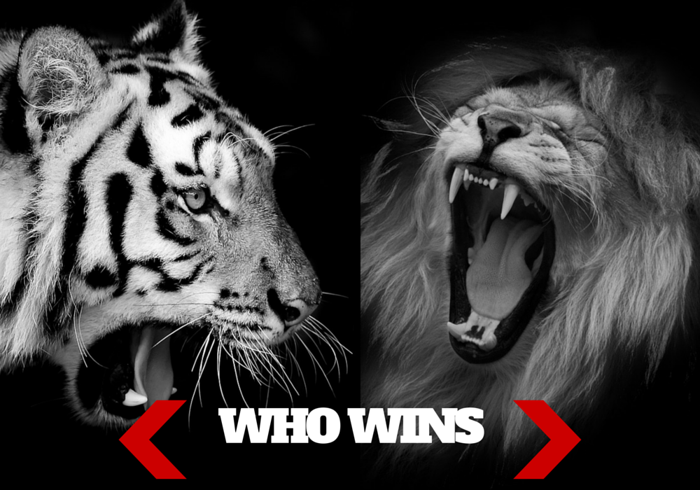 Lion vs Tiger: Which Would Win In A Fight?