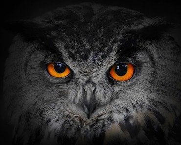 Owl At Night