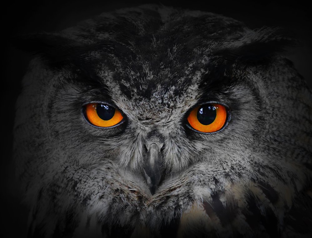 Owl At Night