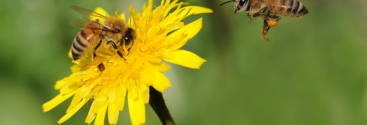 Bees at Work
