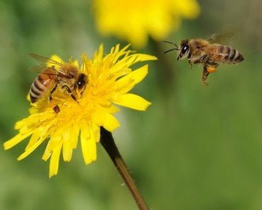 Bees at Work