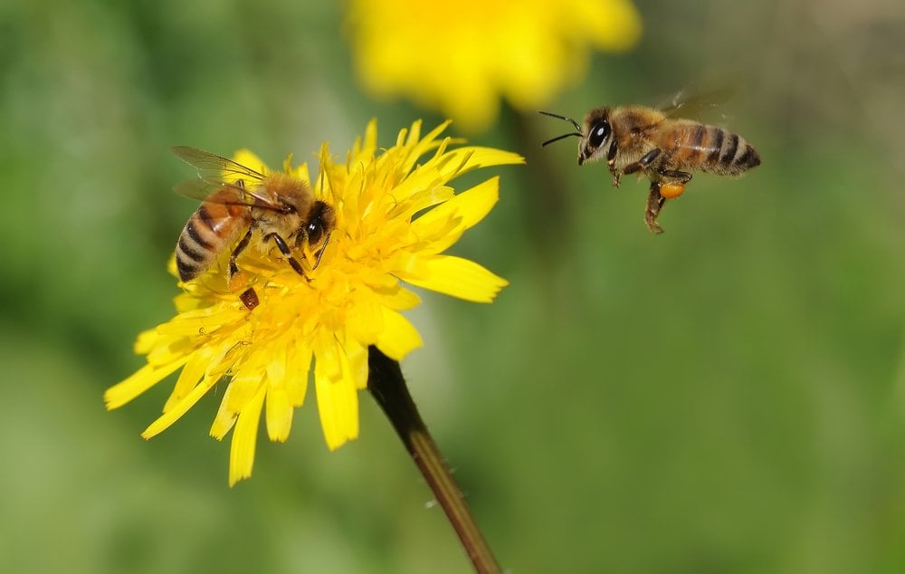 Bees at Work