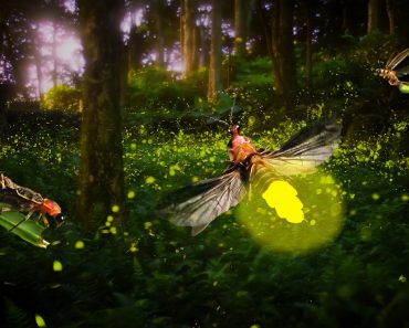 Firefly glowing