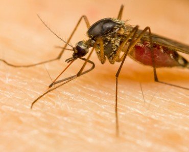 Mosquito