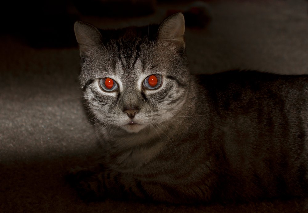 What Causes Red Eye Effect In Photographs? » Science ABC