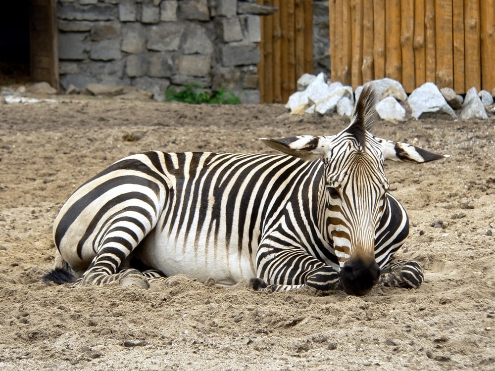 zebra stripes zebra stripes