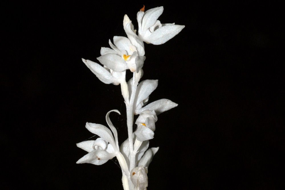 Planta-Orchid-Phantom-bloom-grande