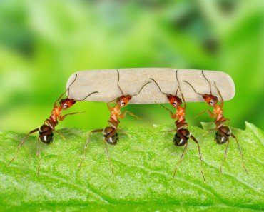 Ants Defence Mechanism