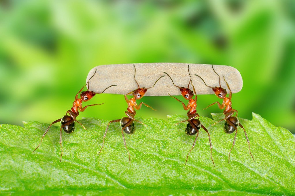 Mecanismo especial de defesa que as formigas usam para matar seus inimigos