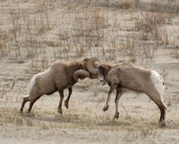 6 Animals That Attack To Defend Themselves From Predators