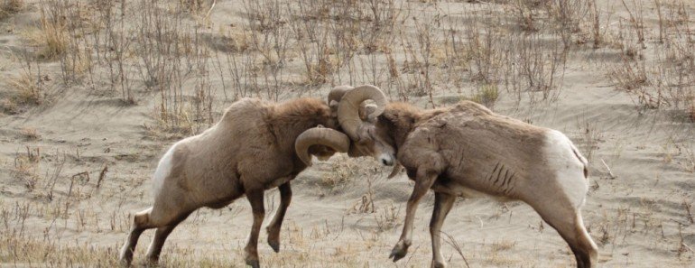6 Animals That Attack To Defend Themselves From Predators