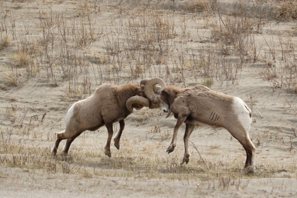 6 Animals That Attack To Defend Themselves From Predators