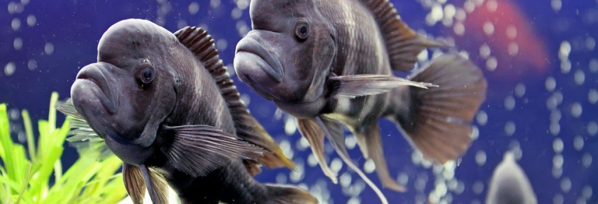 Fish in Aquarium