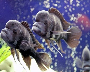 Fish in Aquarium