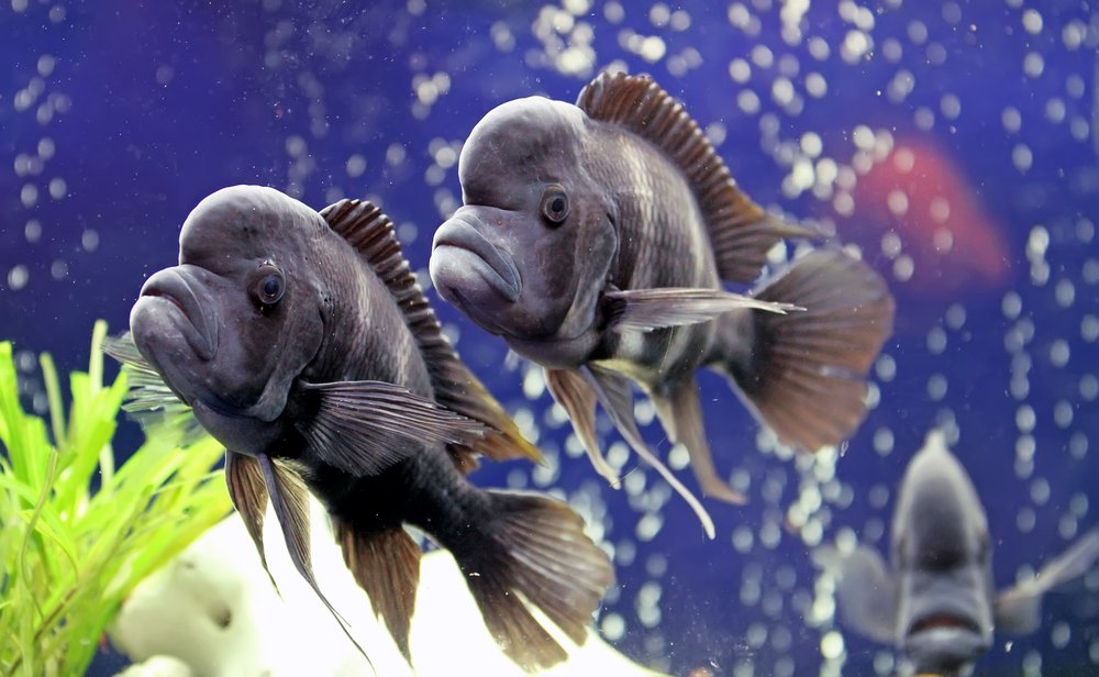 Fish in Aquarium