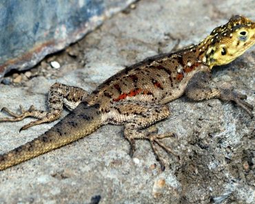 Lizard