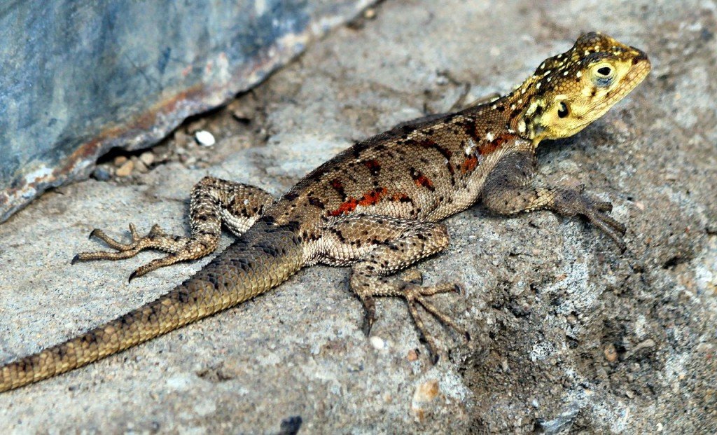 Ciência de Regeneração partes do corpo: Que faz a cauda de um lagarto tão especial?