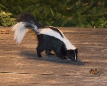 Skunk