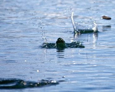 Stone skipping on water