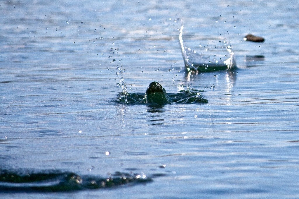 Stone skipping on water