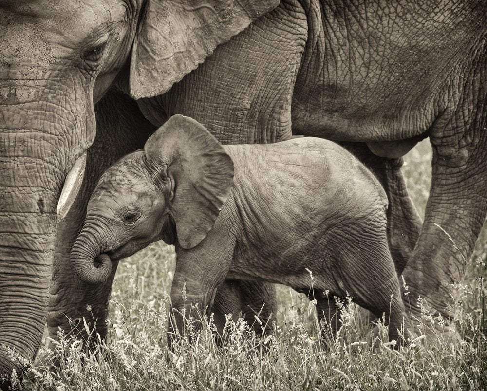 Bebê, elefante, mãe
