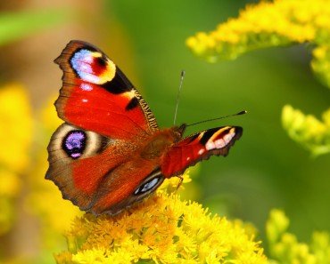 Butterfly Colorful Wings