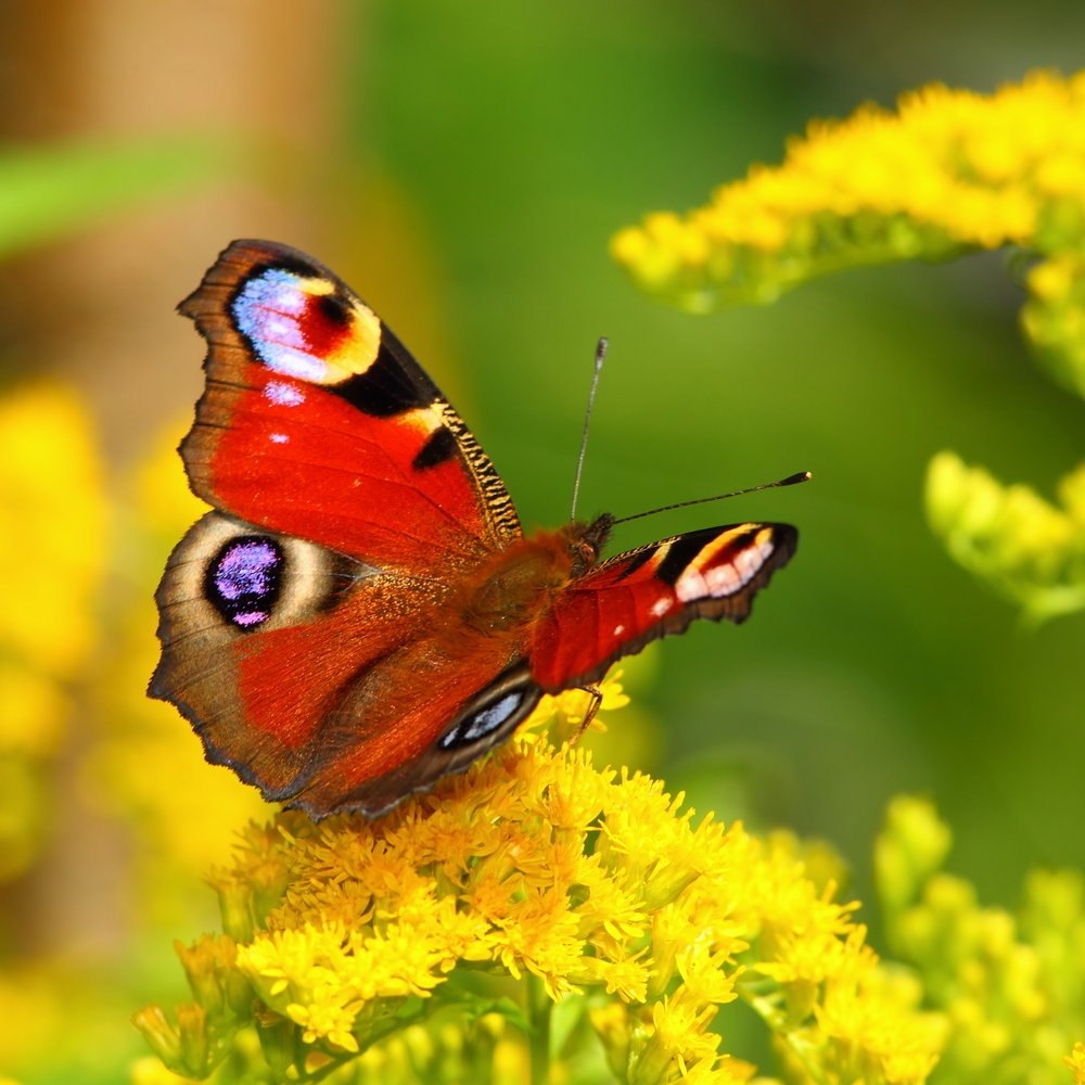 Butterfly Colorful Wings