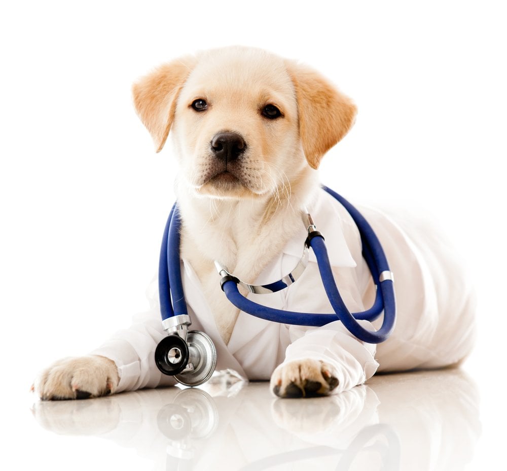 Os cães podem realmente nos ajudar a detectar câncer? Os cães podem realmente nos ajudar a detectar câncer?