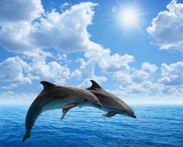 Dolphins